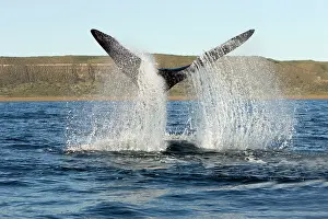 Fluke: Southern Right whale - tail-lobbing, the whale