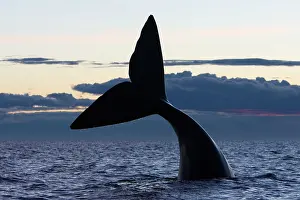 Fluke: Southern Right whale - tail, after sunset