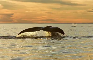Fluke: Southern Right Whale - tail, at sunset