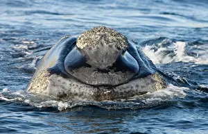 Eubalaena: Southern Right whale - front view of the head of a calf