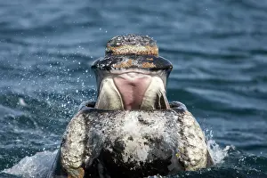 Eubalaena: Southern Right whale - front view of the open mouth