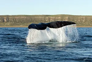 Fluke: Southern Right Whale - the whale raises its tail