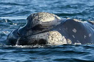 Eubalaena: Southern Right whale - the whale is raising the