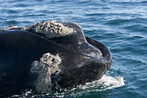 Eubalaena: Southern Right whale - the whale is raising the