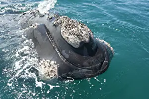 Eubalaena: Southern Right whale - the whale is raising its