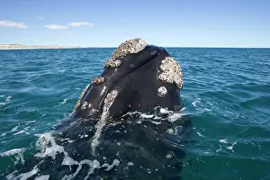 Eubalaena: Southern Right whale - the whale is raising the