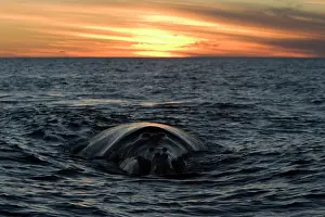 Slowly: Southern Right Whale - whale swimming slowly at