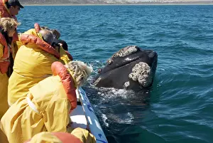Approaches: Southern Right Whale - sometimes a whale voluntarily
