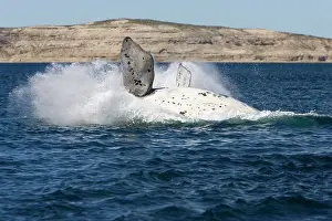 Eubalaena: Southern Right Whale - white calf breaching