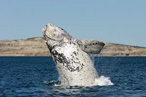 Eubalaena: Southern Right whale - a white calf breaching