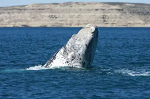 Eubalaena: Southern Right Whale - white calf, head rise