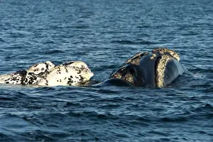 Normal: Southern Right Whale - White calf with mother
