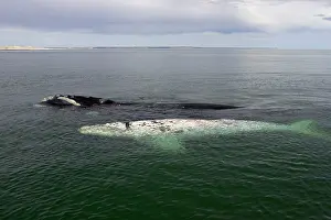 Normal: Southern Right Whale - White calf and mother, sleeping