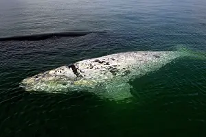 Normal: Southern Right Whale - White calf sleeping at the