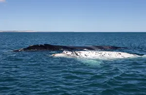Eubalaena: Southern Right whale - a white calf swims near