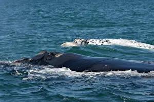 Eubalaena: Southern Right whale - a white calf swims near
