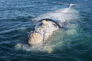 Eubalaena: Southern Right Whale - a white phase juvenile right whale