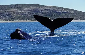 Fluke: Southern Right Whales - two