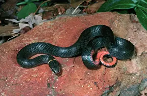 Punctatus: Southern Ring-necked Snake