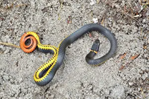 Punctata: Southern Ringneck Snake