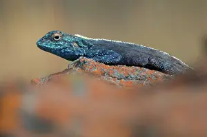 Agama: Southern Rock Agama