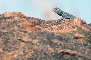 Agama: Southern Rock Agama
