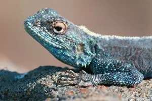 Agama: Southern Rock Agama