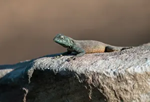 Agama: Southern Rock Agama