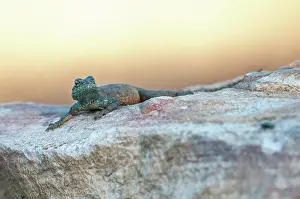 Agama: Southern Rock Agama