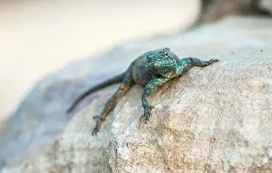 Agama: Southern Rock Agama
