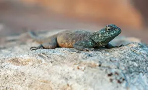 Agama: Southern Rock Agama