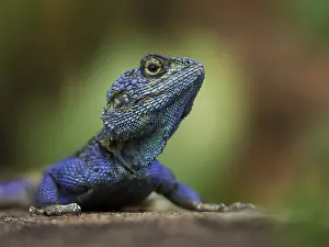 Agama: A Southern Rock Agama (Agama atra) displays on a