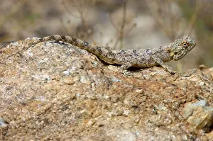 Agamas: Southern Rock Agama - Female basking on rock