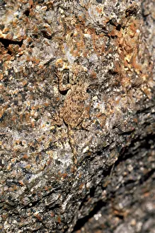 Agamas: Southern Rock AGAMA LIZARD- Camouflage