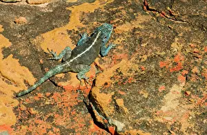 Agamas: Southern Rock Agama - male on lichen-covered sandstone rock