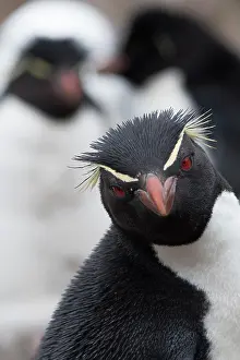 Chrysocome: Southern rockhopper penguin (Eudyptes chrysocome)
