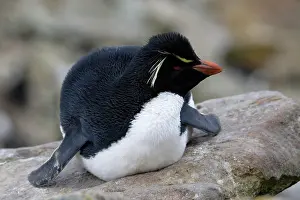 Falkland: Southern Rockhopper penguin (Eudyptes chrysocome)