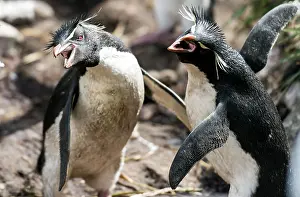 Renato Granieri: Southern Rockhopper Penguins adults squawking