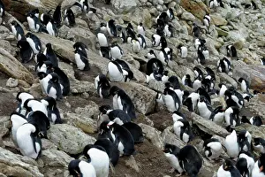 Incubate: Southern Rockhopper Penguins (Eudyptes chrysocome)