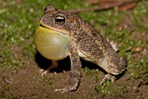 Attract: Southern Roundgland Toad - male calling to attract females