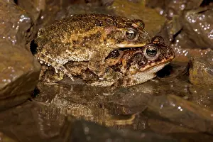 Incilius: Southern Roundgland Toad - pair in amplexus