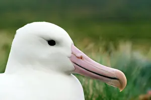 Epomophora: Southern Royal Albatross