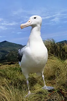 Epomophora: Southern Royal Albatross