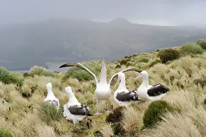Mollymawk: Southern Royal Albatross