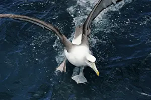 Procellariiformes: Southern Royal Albatross