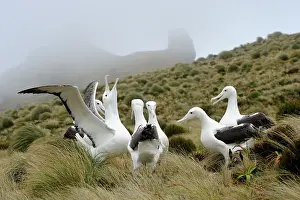 Tussock: Southern Royal Albatross