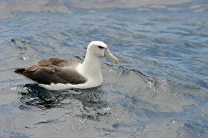 Procellariiformes: Southern Royal Albatross