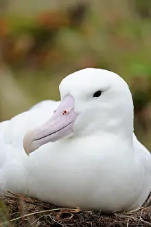 Mollymawk: Southern Royal Albatross