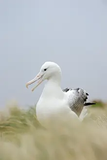 Mollymawk: Southern Royal Albatross