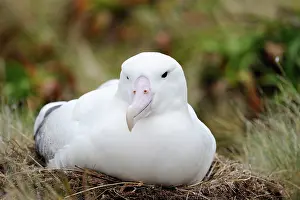 Mollymawk: Southern Royal Albatross